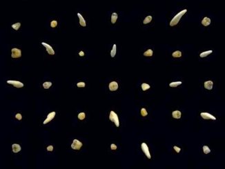 clipping. – Visions of Bodies Being Burned Album (download)