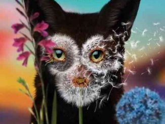 Galantis & JVKE – Dandelion (download)