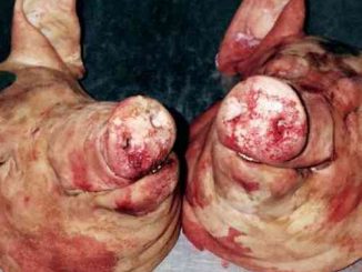 Armand Hammer & The Alchemist – Haram Album (download)