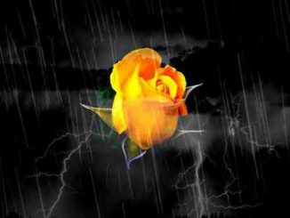 T.O.N.E-z – Follow The Yellow Rose Album (download)