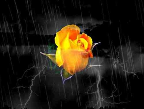 T.O.N.E-z – Follow The Yellow Rose Album (download)